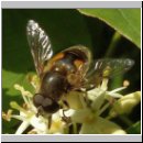 Eristalis lineata - Keilfleckschwebfliege m01.jpg
